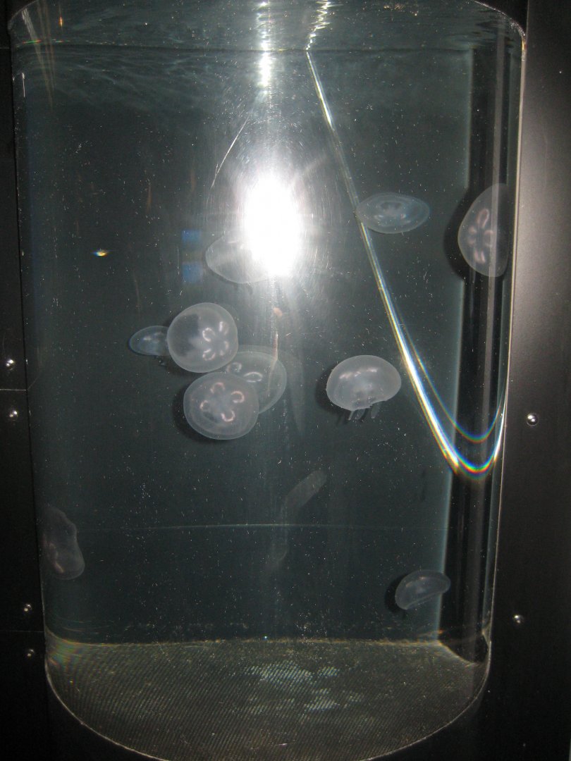 Fiskeri- og Søfartsmuseet - Wadden Sea Pavilion - Jellyfish tank