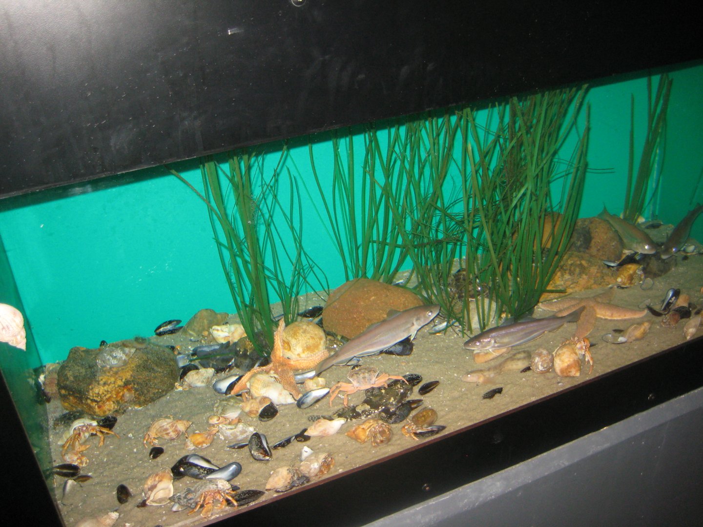 Fiskeri- og Søfartsmuseet - Wadden Sea Pavilion - Mixed tank
