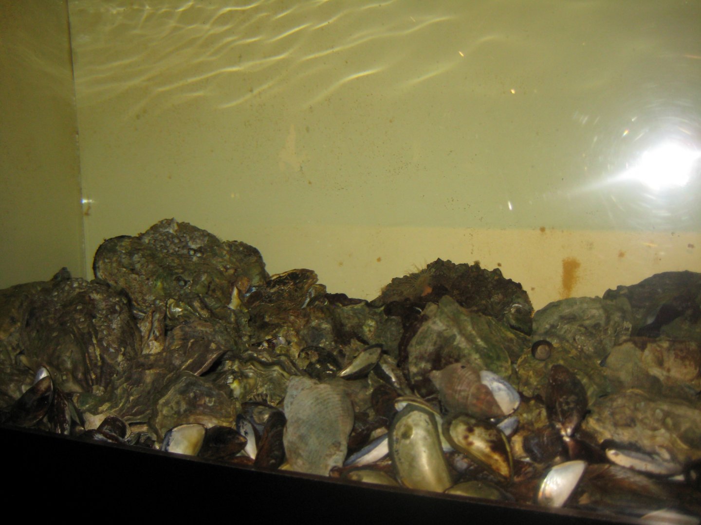 Fiskeri- og Søfartsmuseet - Wadden Sea Pavilion - Oyster tank
