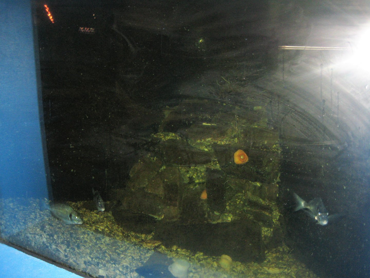 Fiskeriets Hus - Gilthead seabram tank