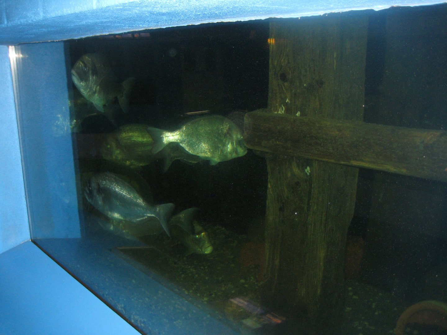 Fiskeriets Hus - Gilthead seabream tank