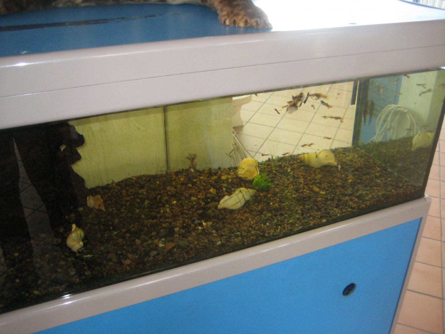 Fiskeriets Hus - Guppy tank