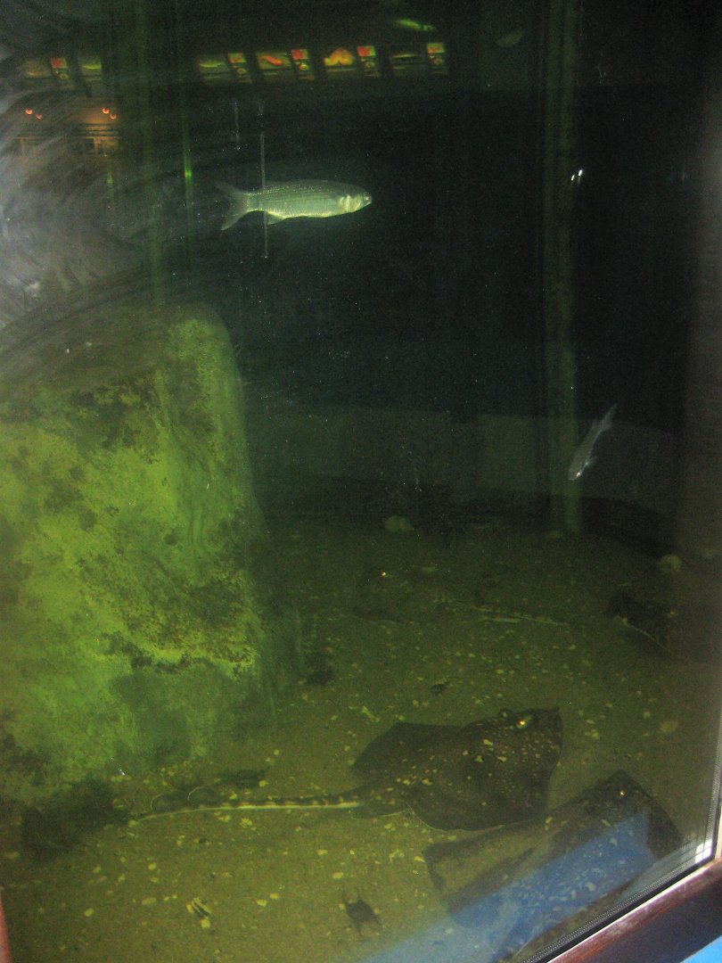 Fiskeriets Hus - Hexagonal tank