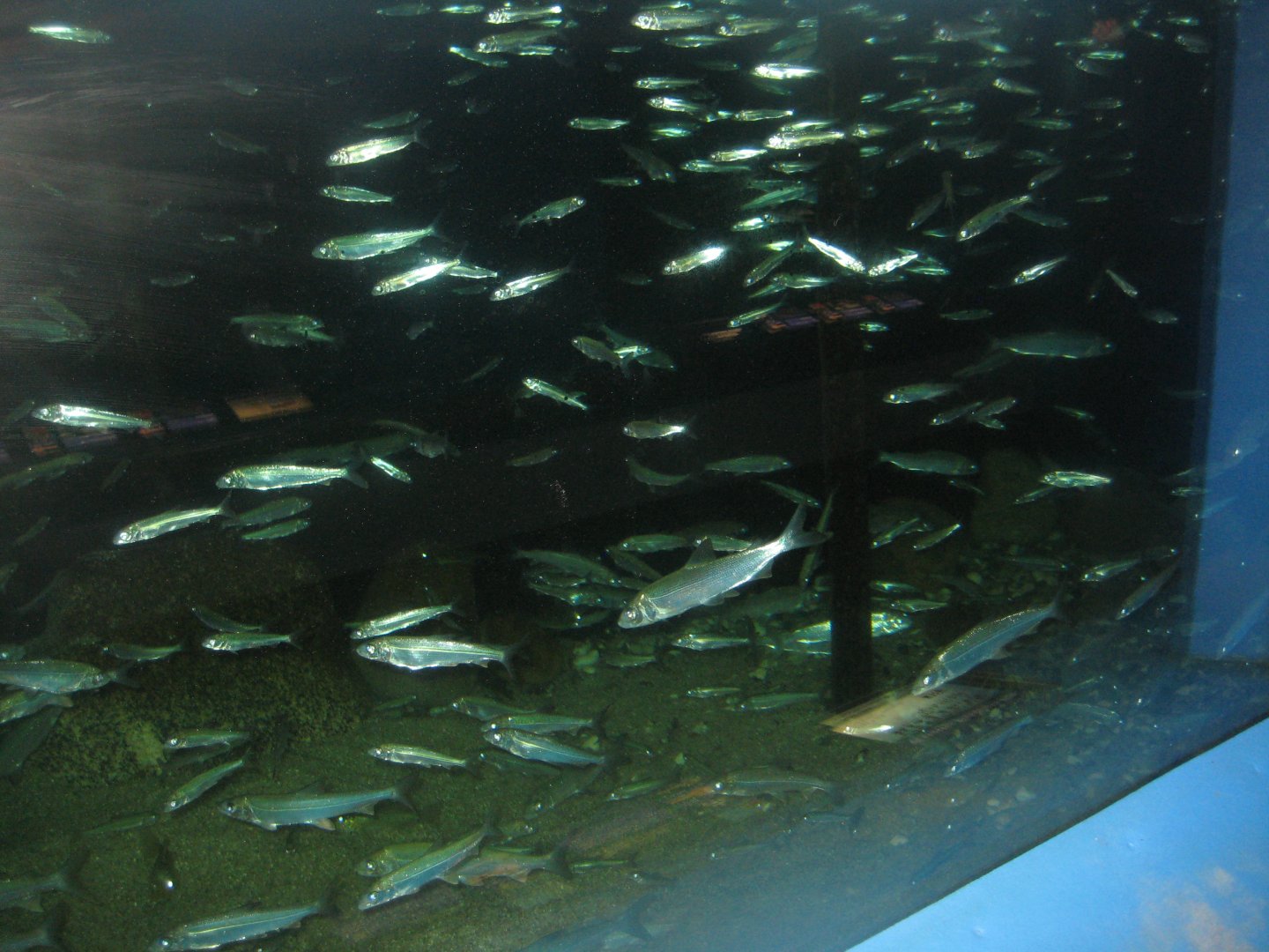 Fiskeriets Hus - Mixed freshwater tank