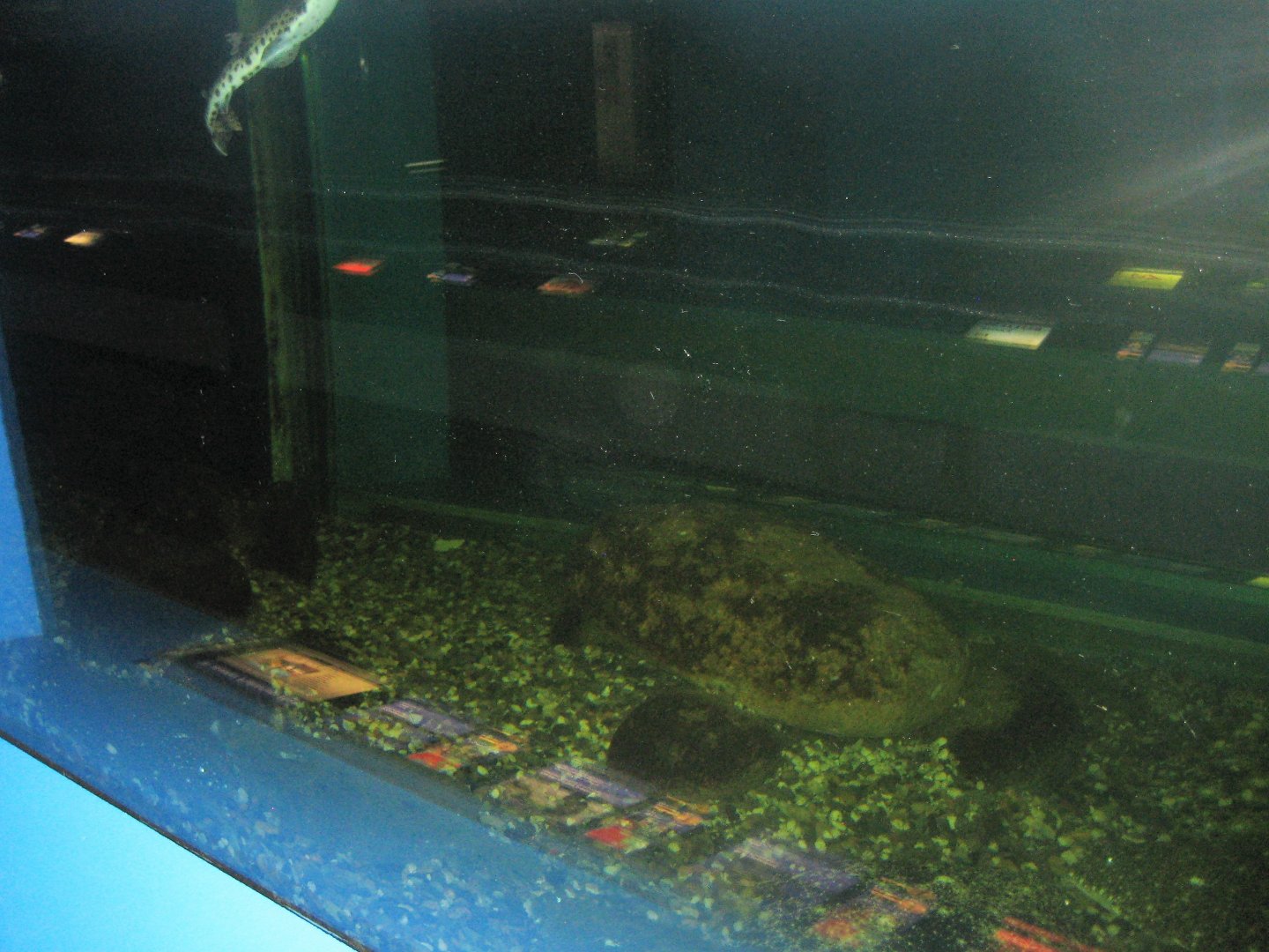 Fiskeriets Hus - Mixed saltwater tank