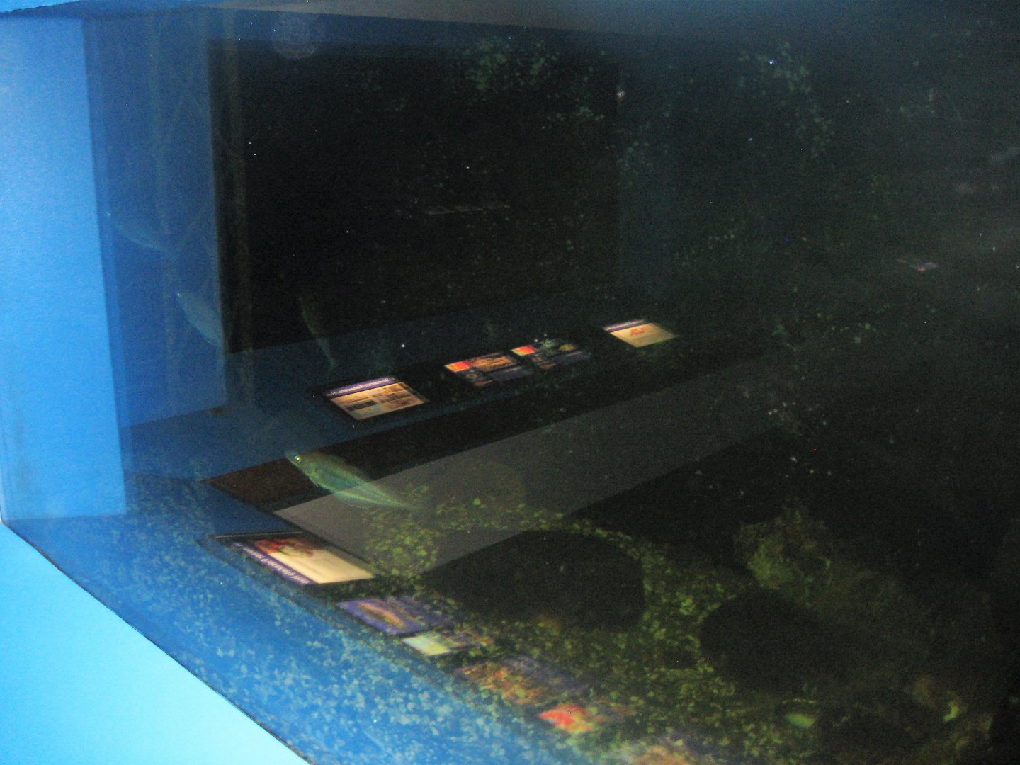 Fiskeriets Hus - Mixed saltwater tank