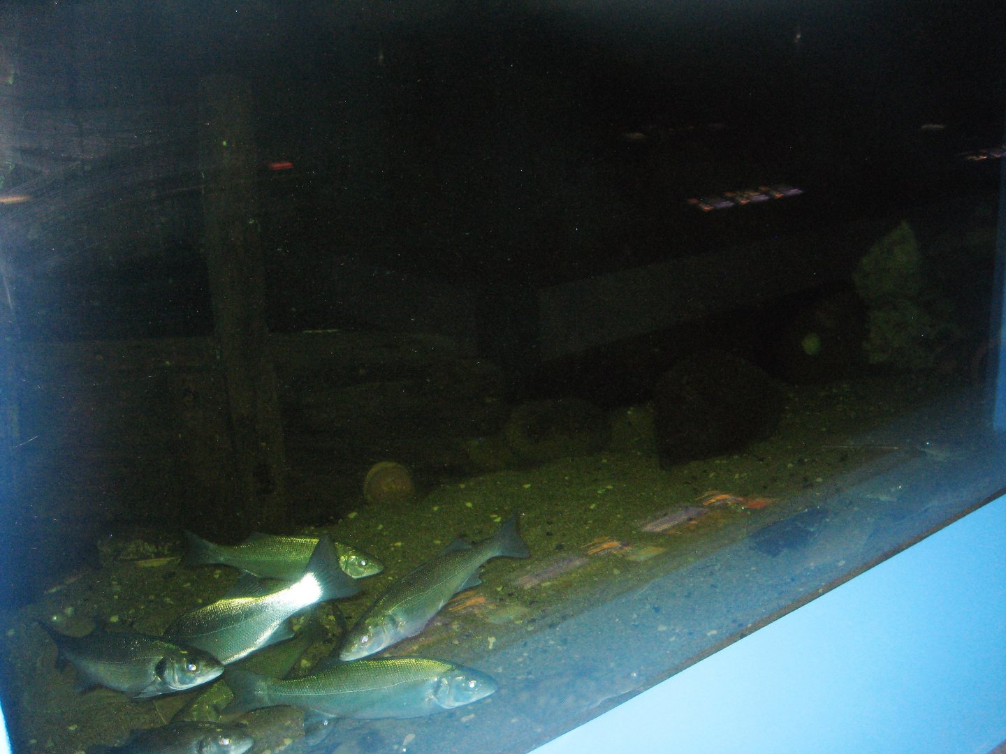 Fiskeriets Hus - Mixed saltwater tank