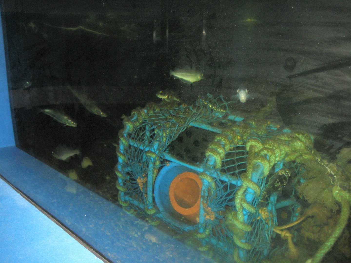 Fiskeriets Hus - Mixed saltwater tank