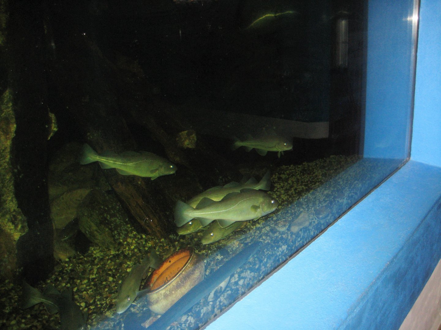 Fiskeriets Hus - Mixed saltwater tank