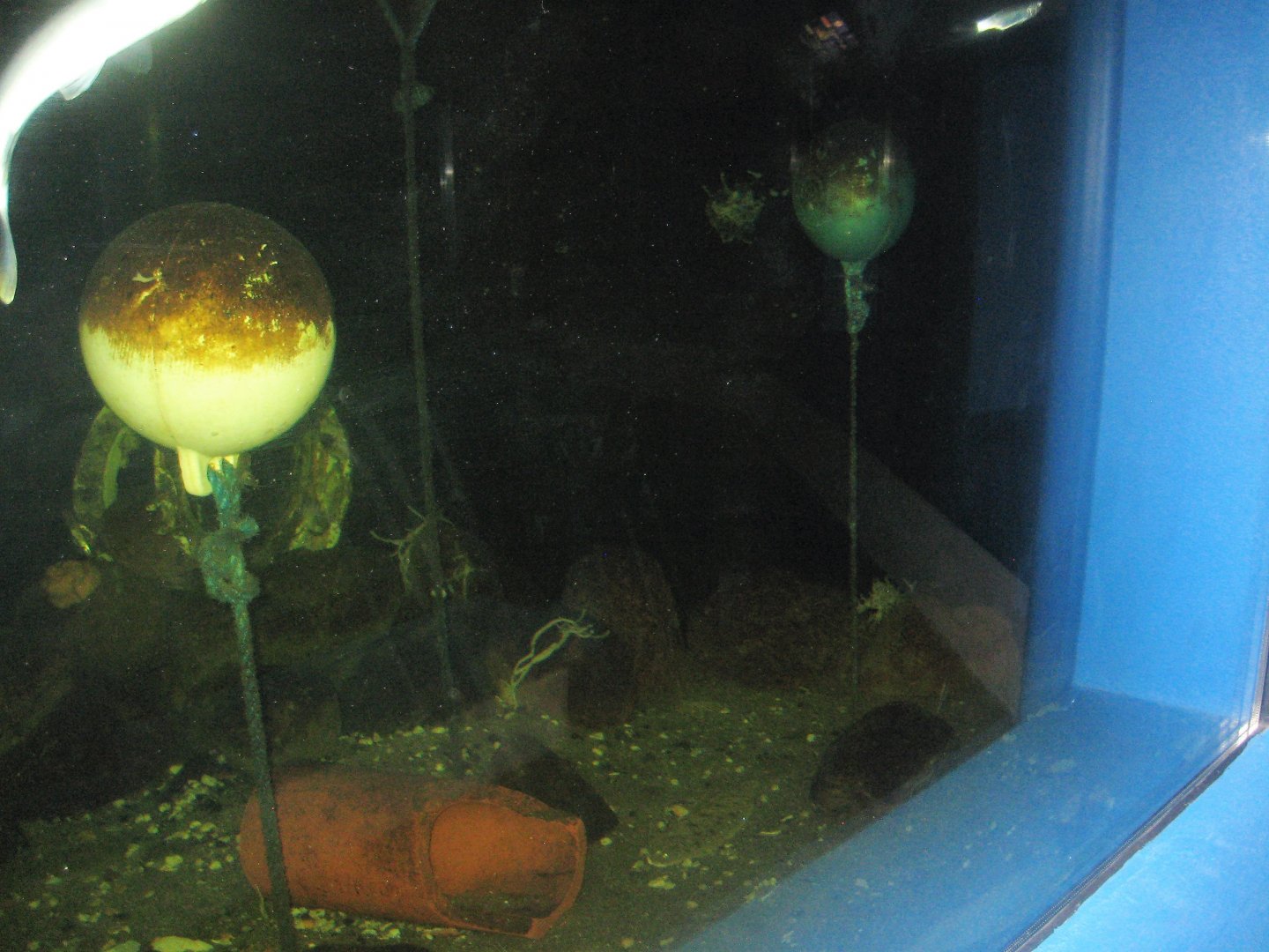 Fiskeriets Hus - Mixed saltwater tank