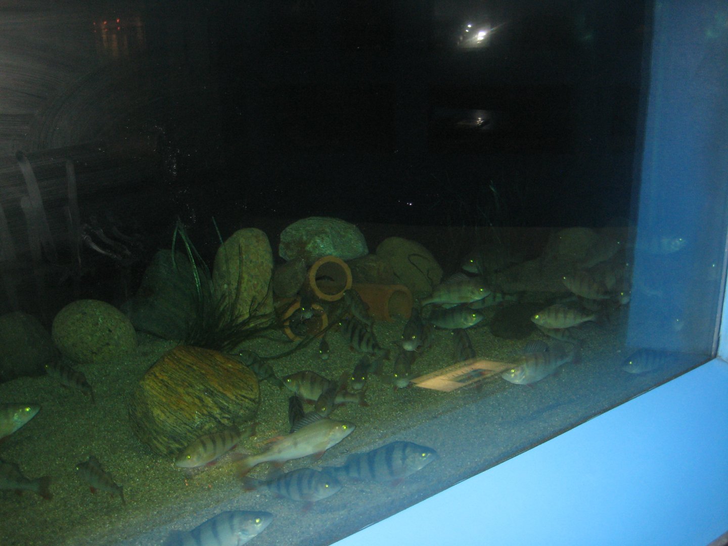 Fiskeriets Hus - Perch tank