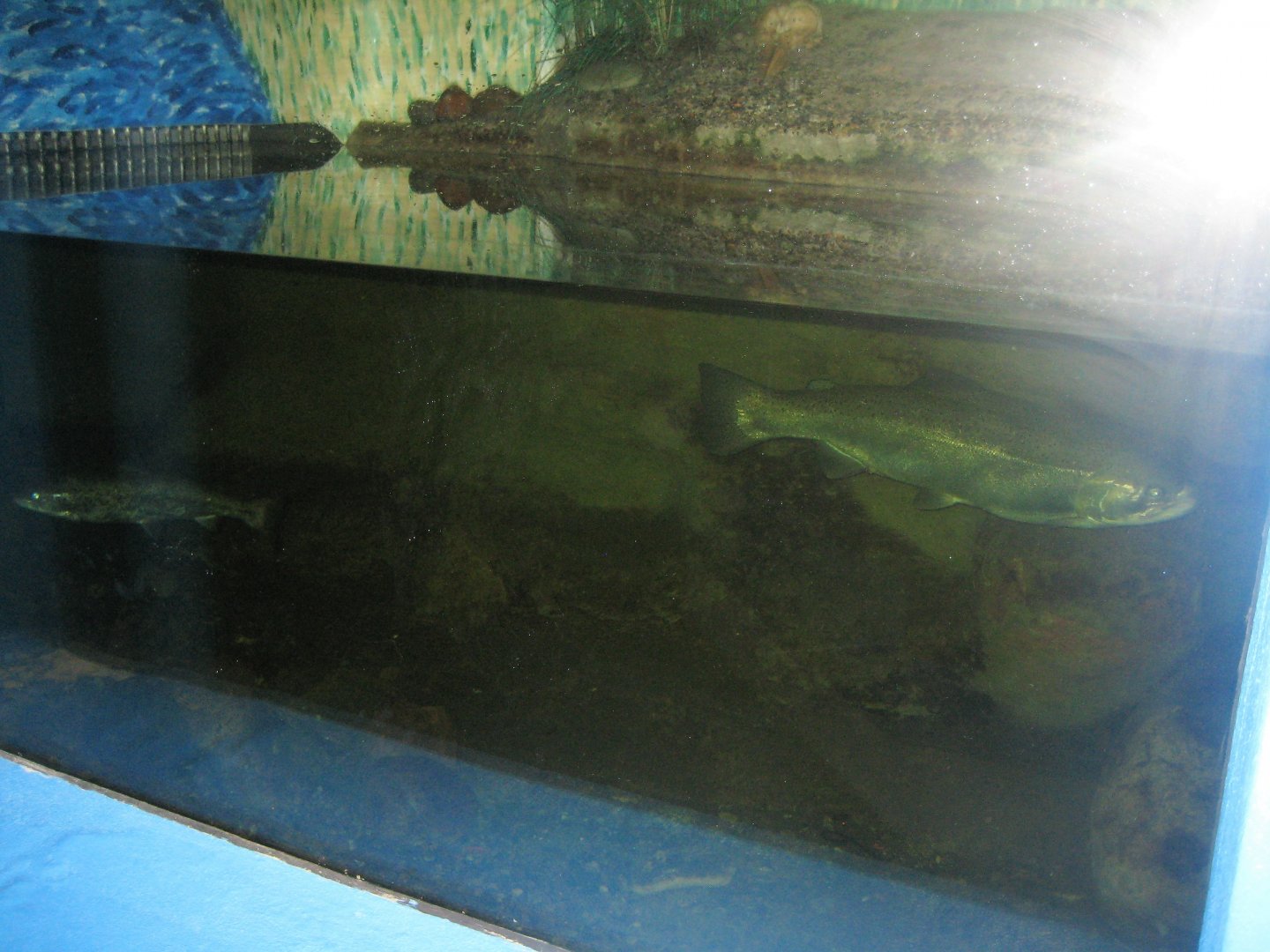 Fiskeriets Hus - Salmon tank