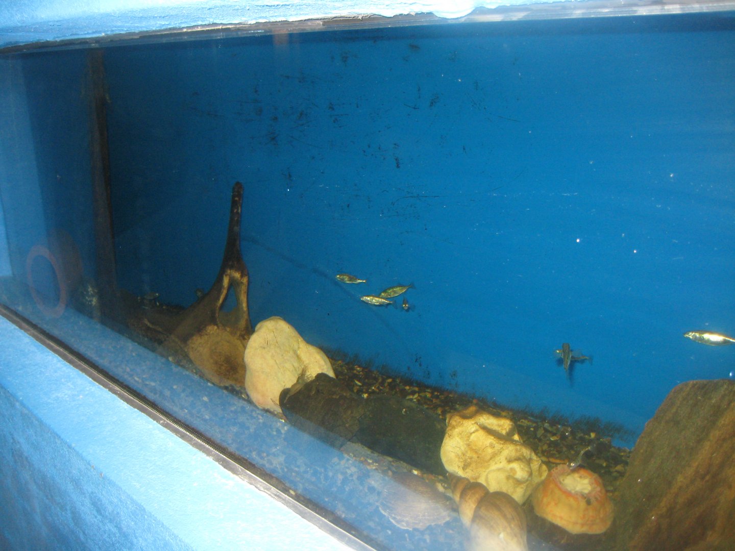 Fiskeriets Hus - Stickleback tank