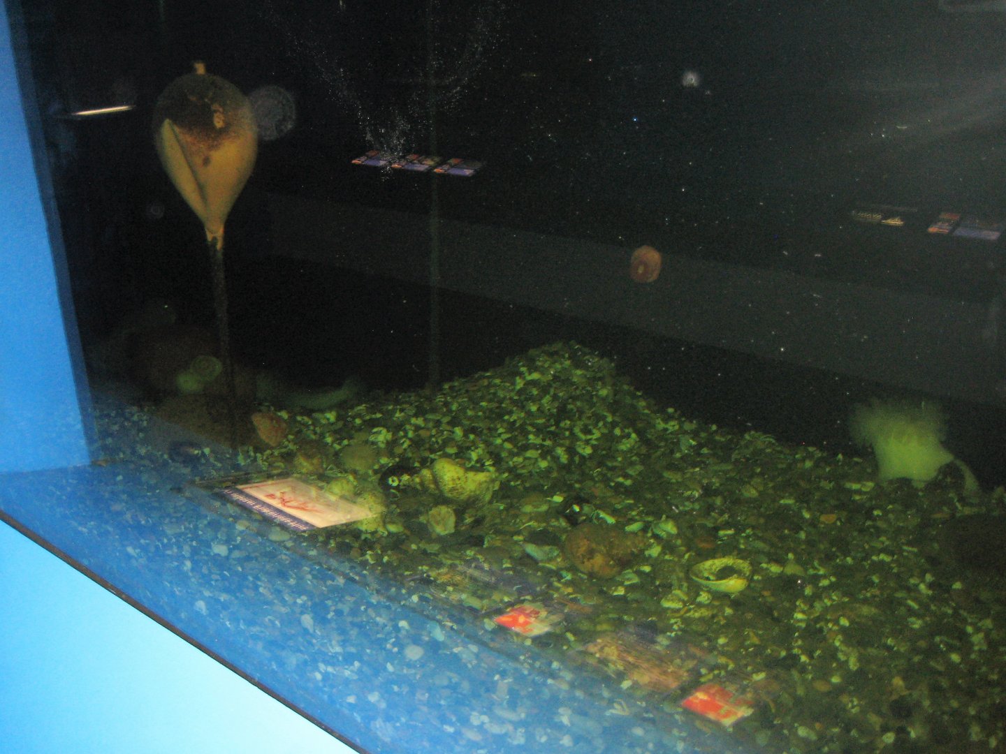 Fiskeriets Hus - Wolffish tank