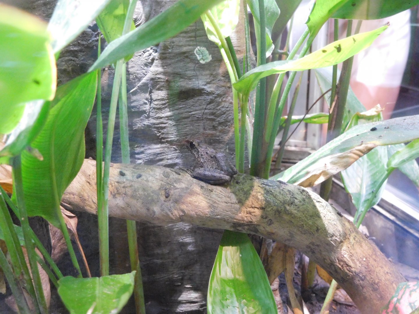 Fitzinger's robber frog (Craugastor fitzingeri)