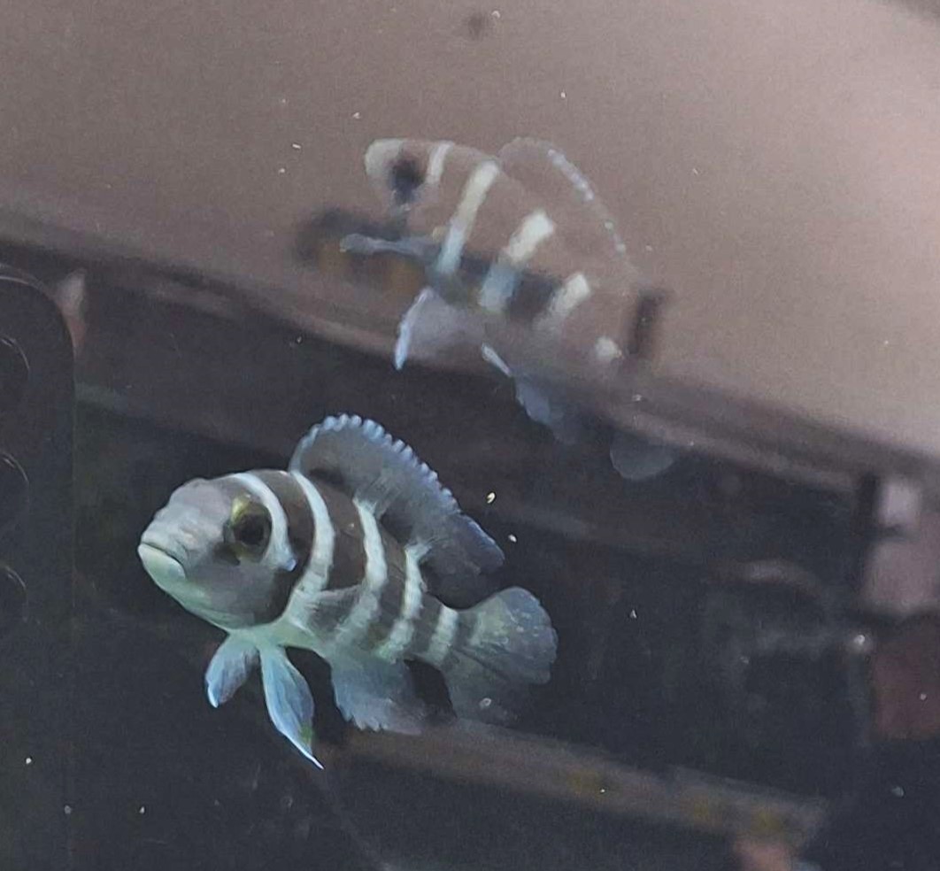 Five-bar Cichlid (Neolamprologus tretocephalus)