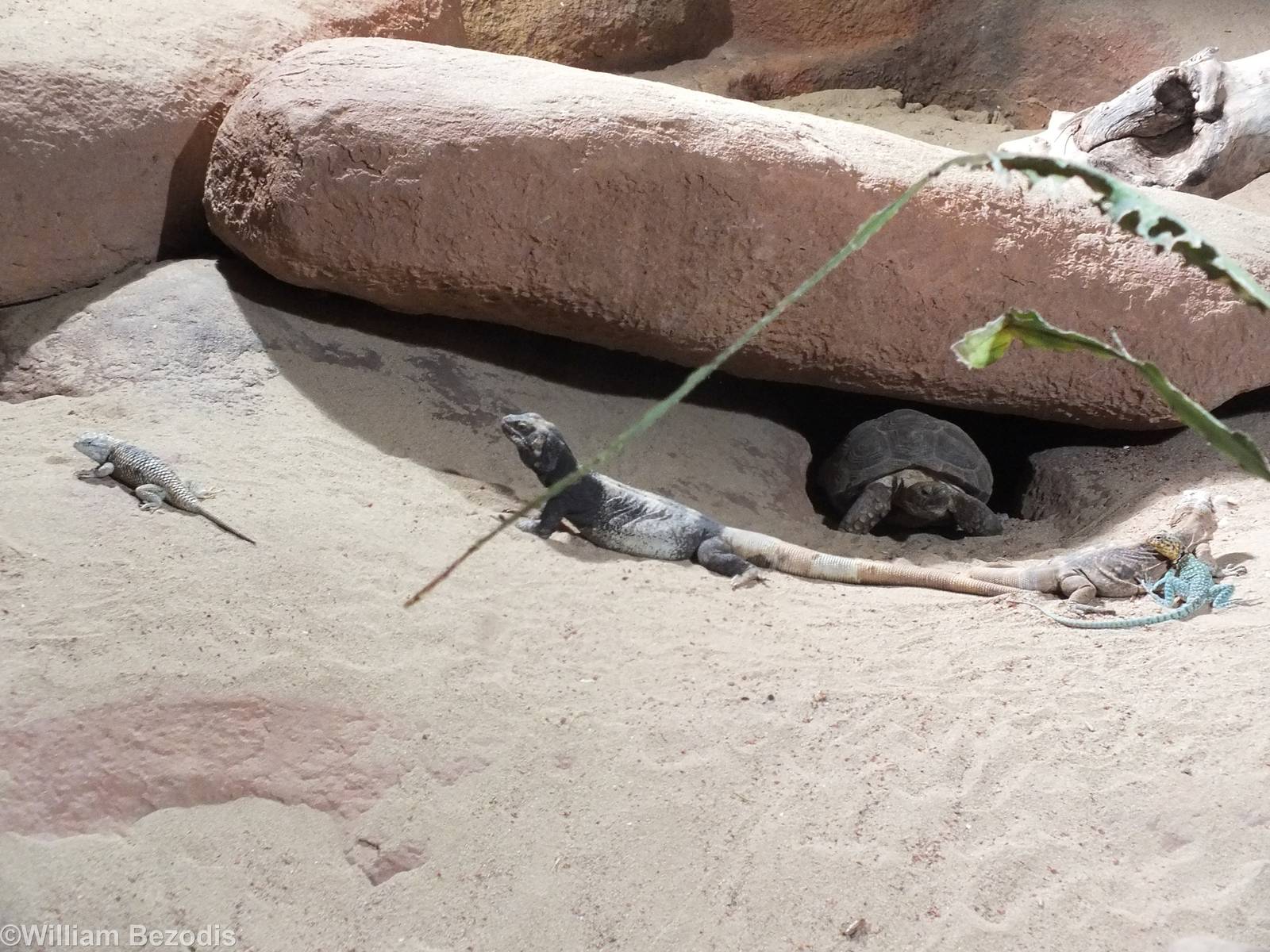 Five Different Reptile Species