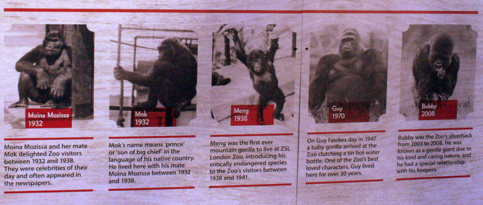 Five historic zoo gorillas; London Zoo; 30th December 2014