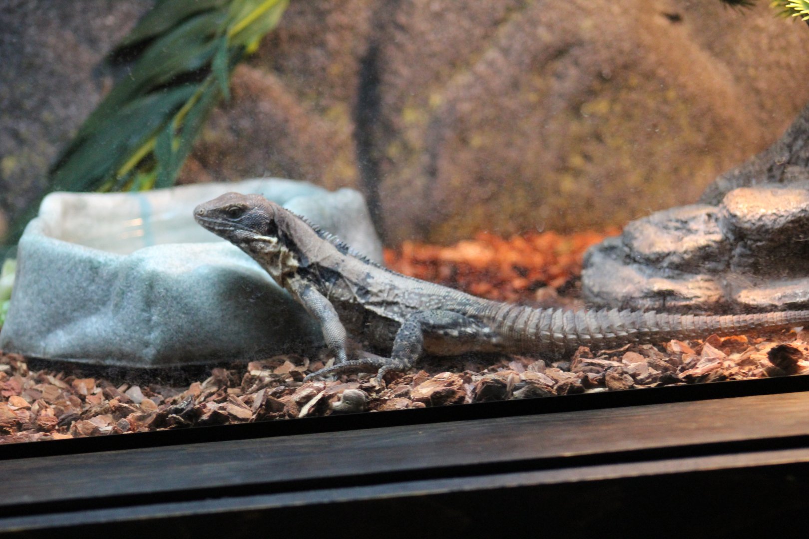 Five-Keeled Spiny-Tailed Iguana