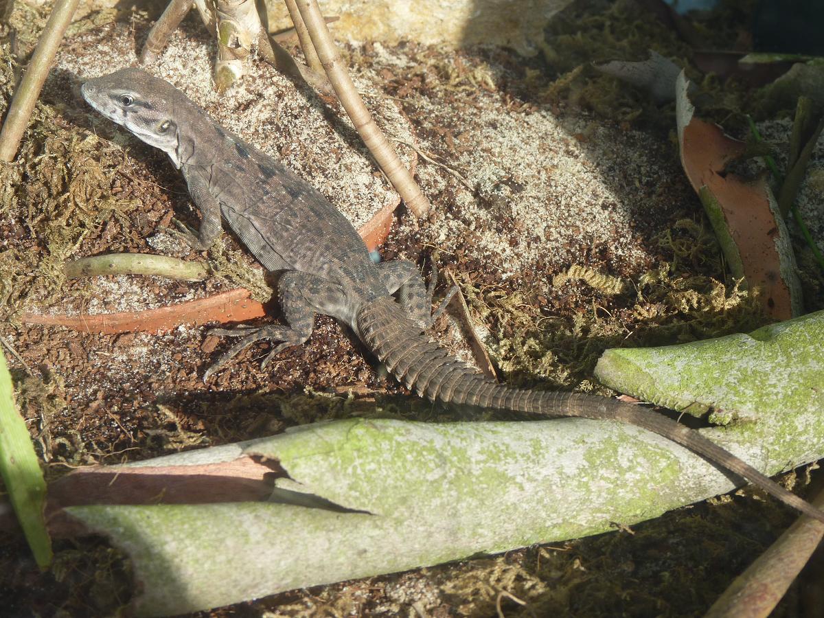 Five-Keeled Spiny-Tailed Iguana