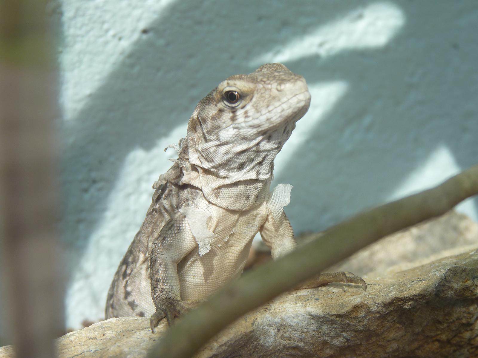 Five-Keeled Spiny-Tailed Iguana