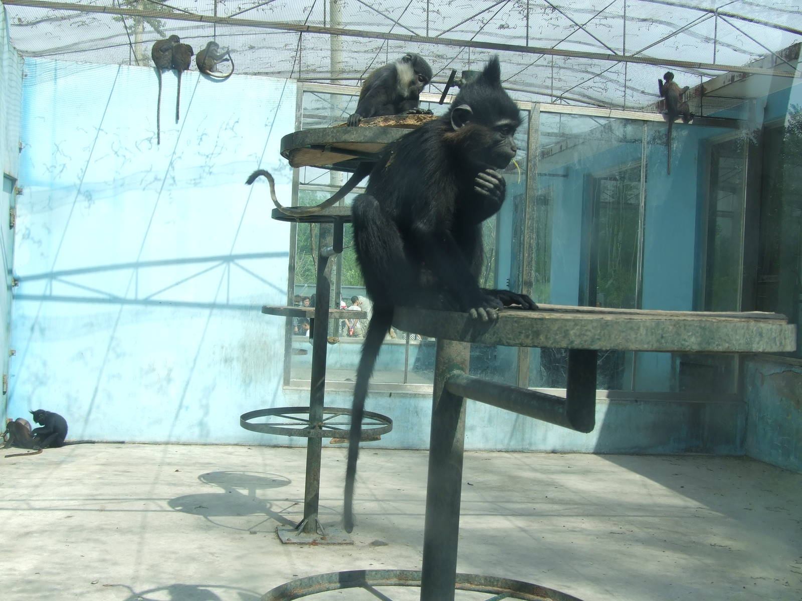 Five kinds of mangabeys and guenons mixed exhibit