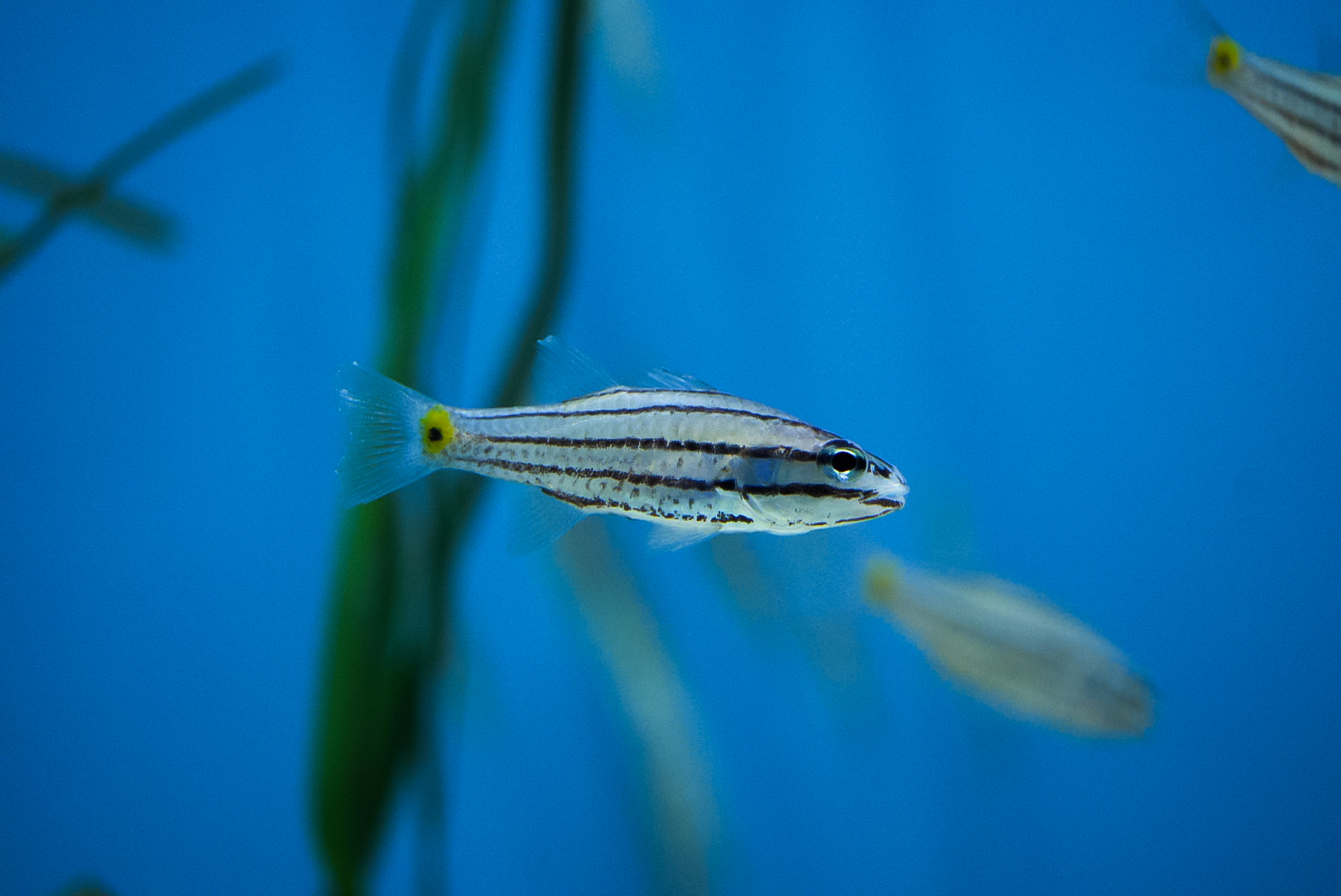 Five-Lined Cardinalfish