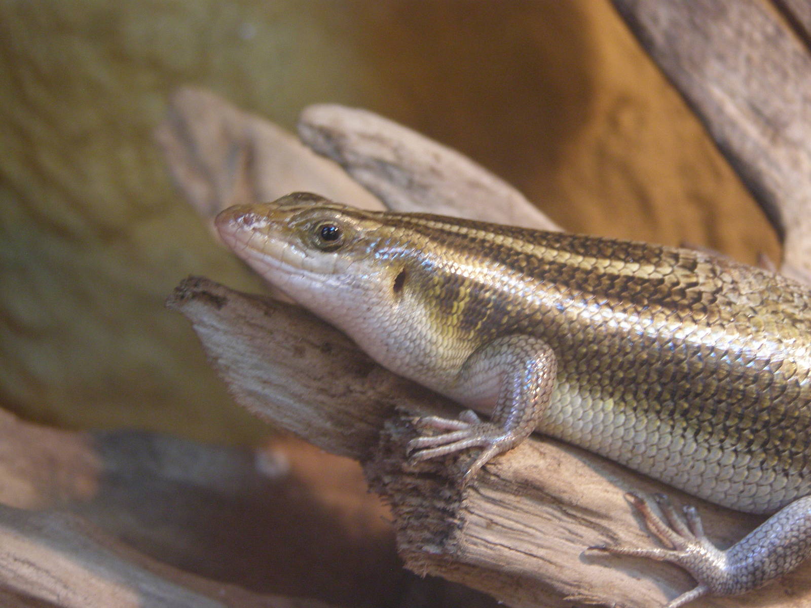 five-lined mabuya (Mabuya quinquetaeniata)