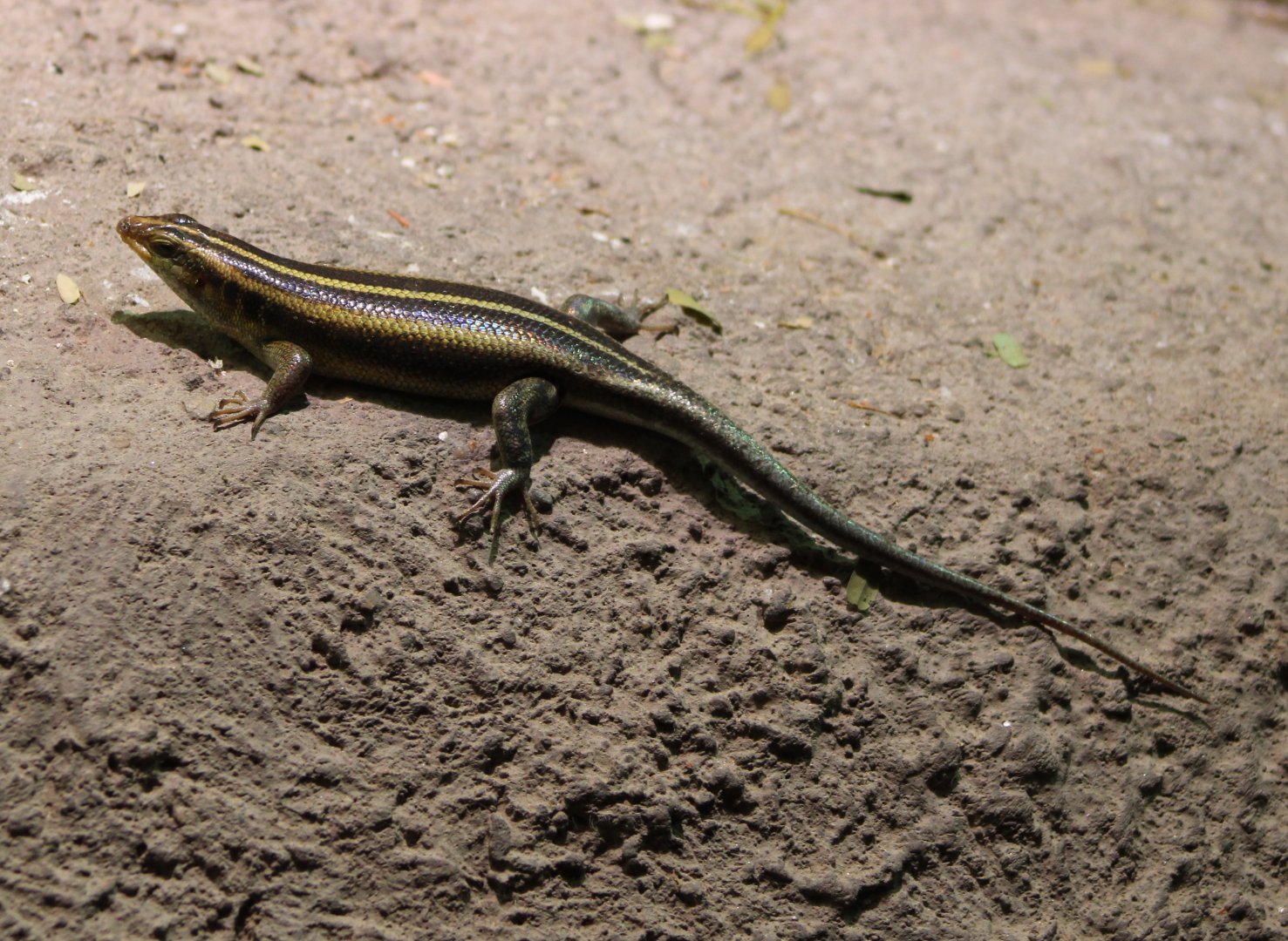 Five-lined skink - Trachylepis margaritifera