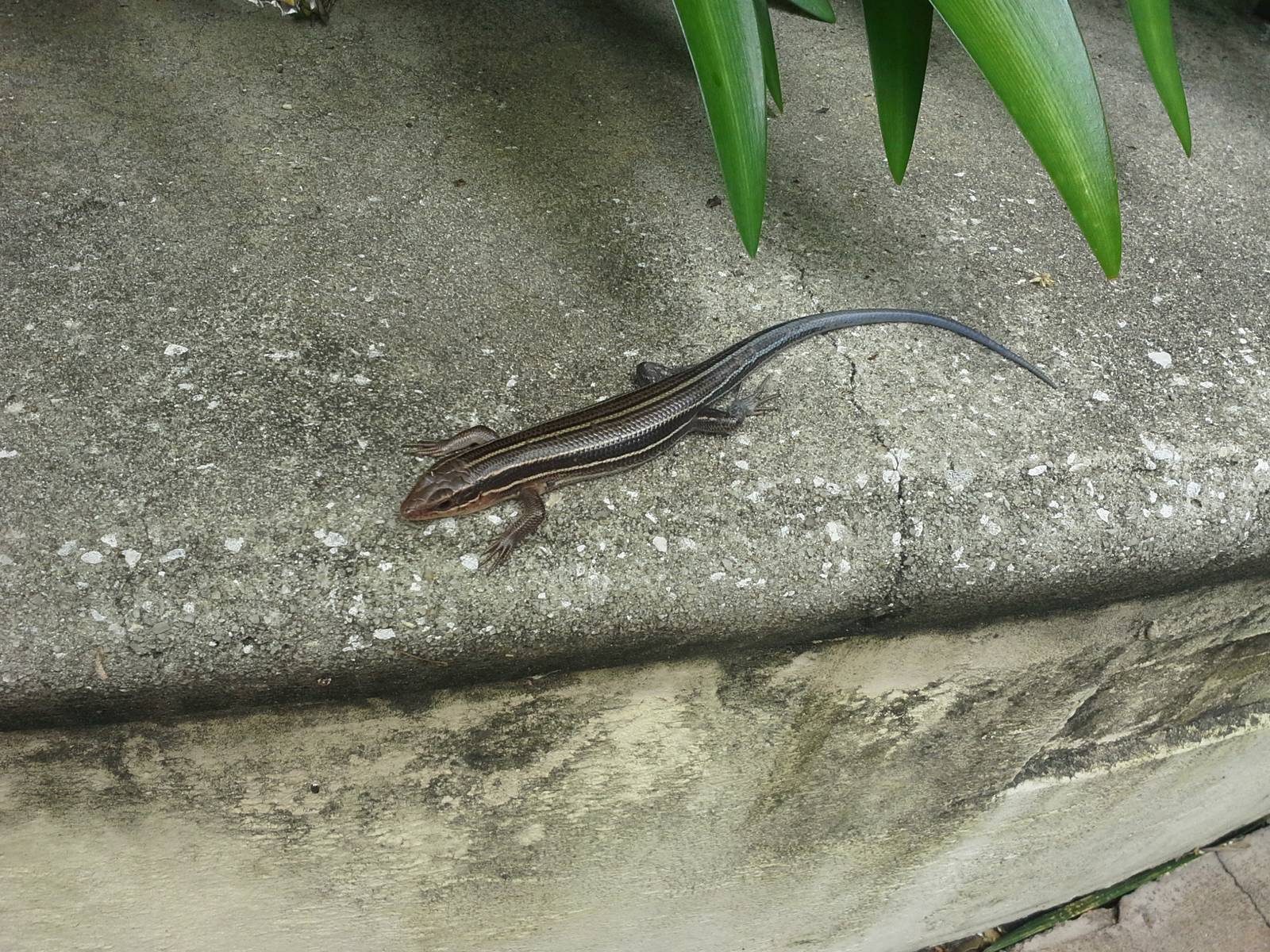 Five Lined Skink
