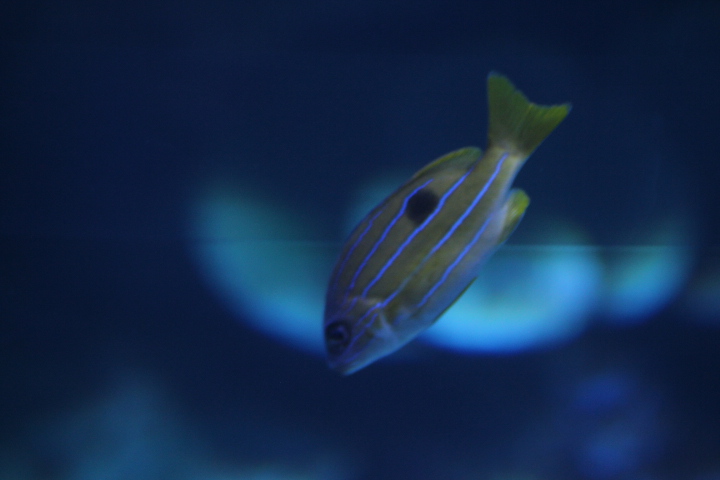 Five-lined snapper (Lutjanus quinquelineatus) - BXSea