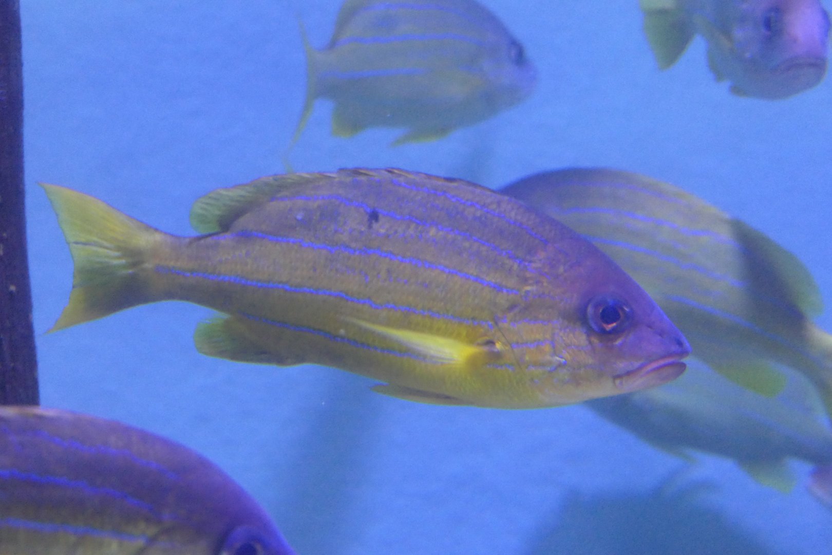 Five-lined Snapper (Lutjanus quinquelineatus)