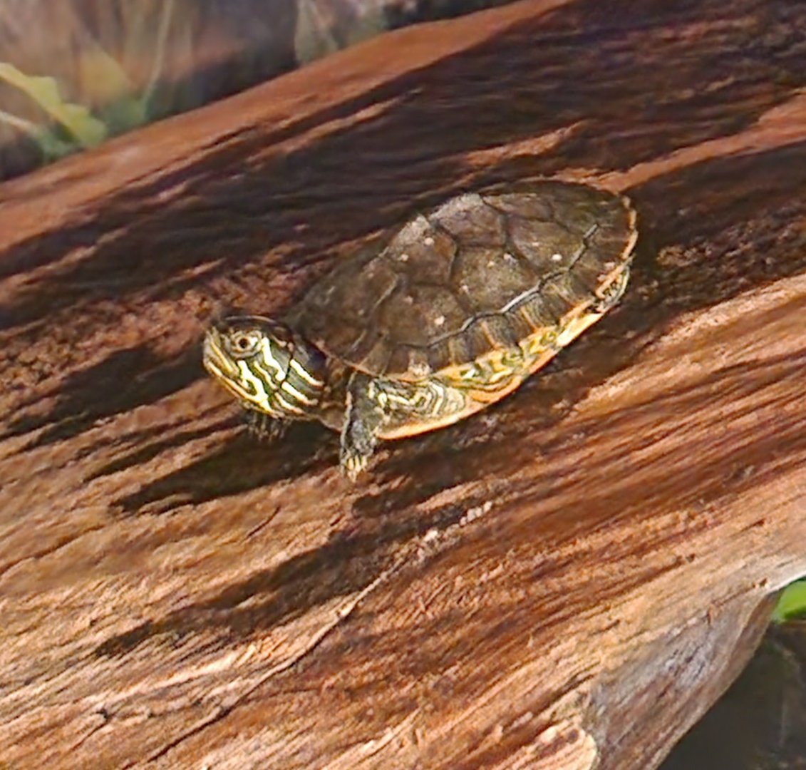 Five Rivers Delta Center (AL) - Alabama Red-bellied Turtle resting