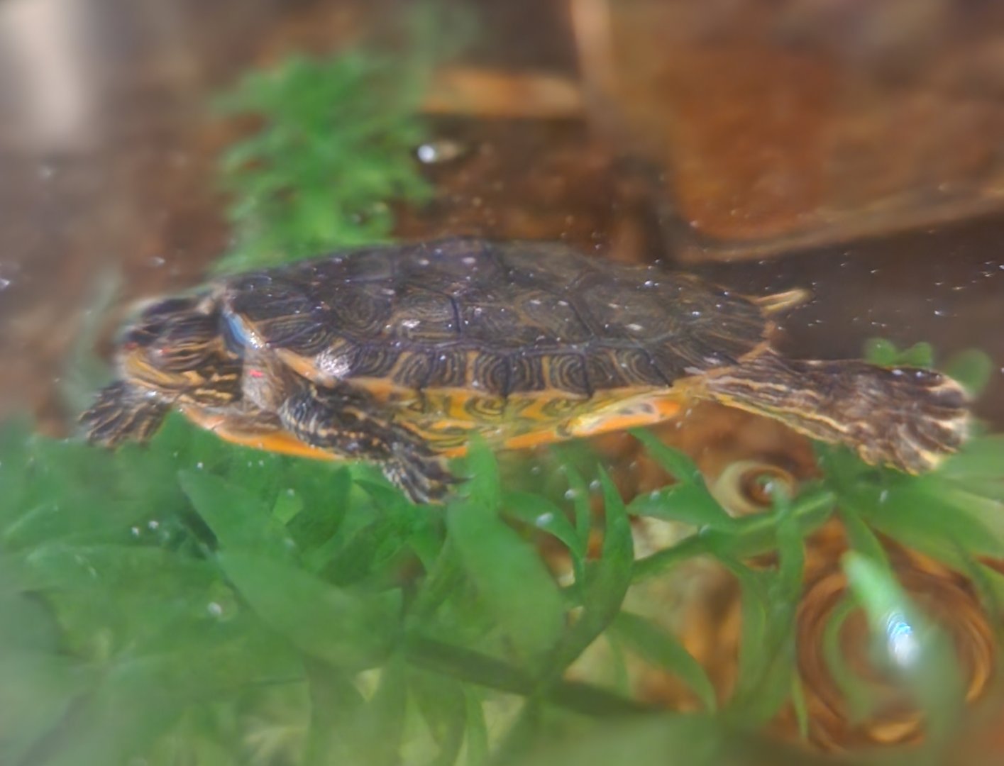 Five Rivers Delta Center (AL) - Alabama Red-bellied Turtle