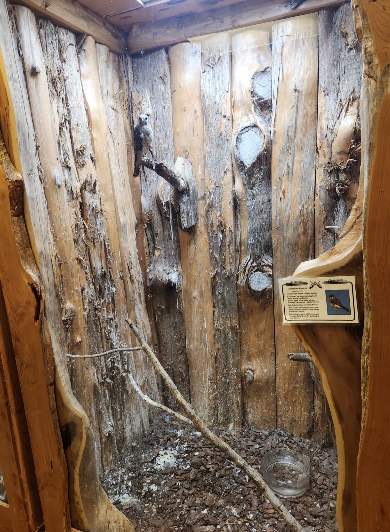 Five Rivers Delta Center (AL) - American Kestrel exhibit