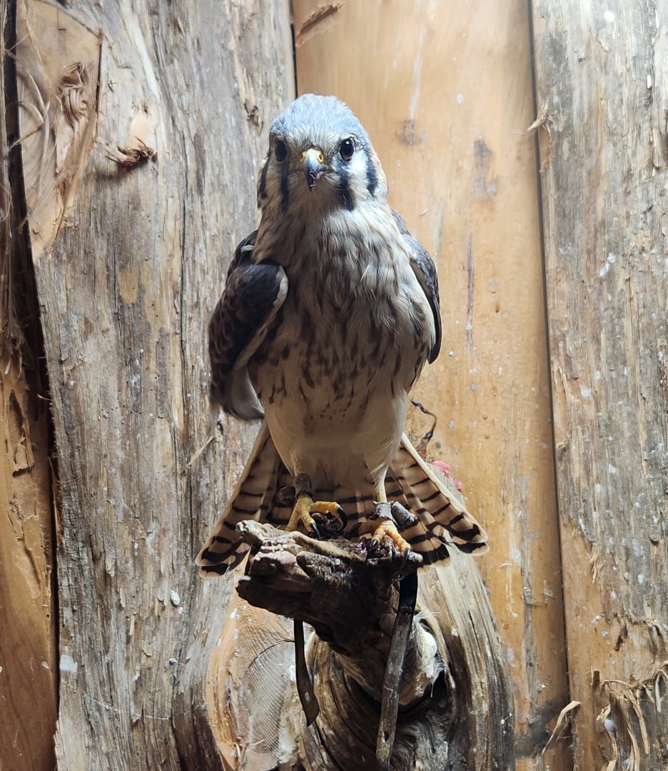 Five Rivers Delta Center (AL) - American Kestrel