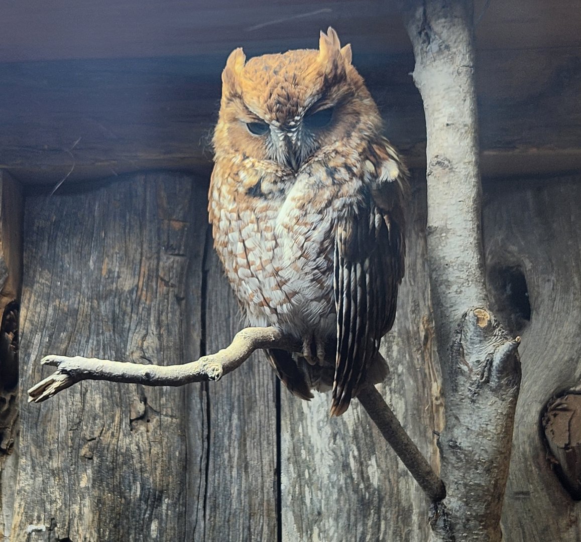 Five Rivers Delta Center (AL) - Eastern Screech Owl