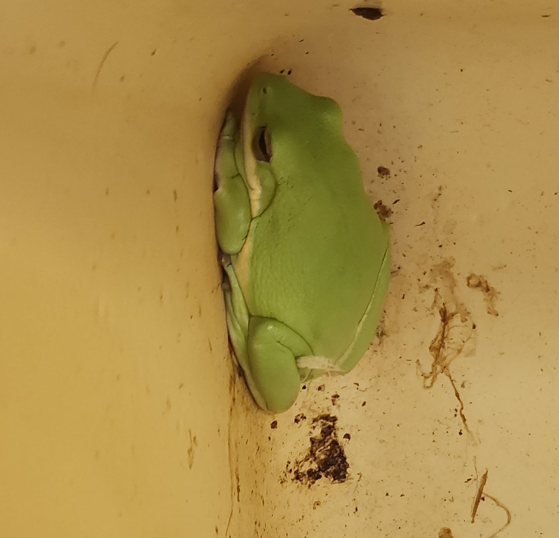 Five Rivers Delta Center (AL) - Hyla cinerea