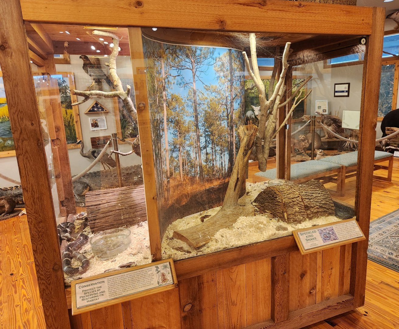 Five Rivers Delta Center (AL) - King Snake exhibits