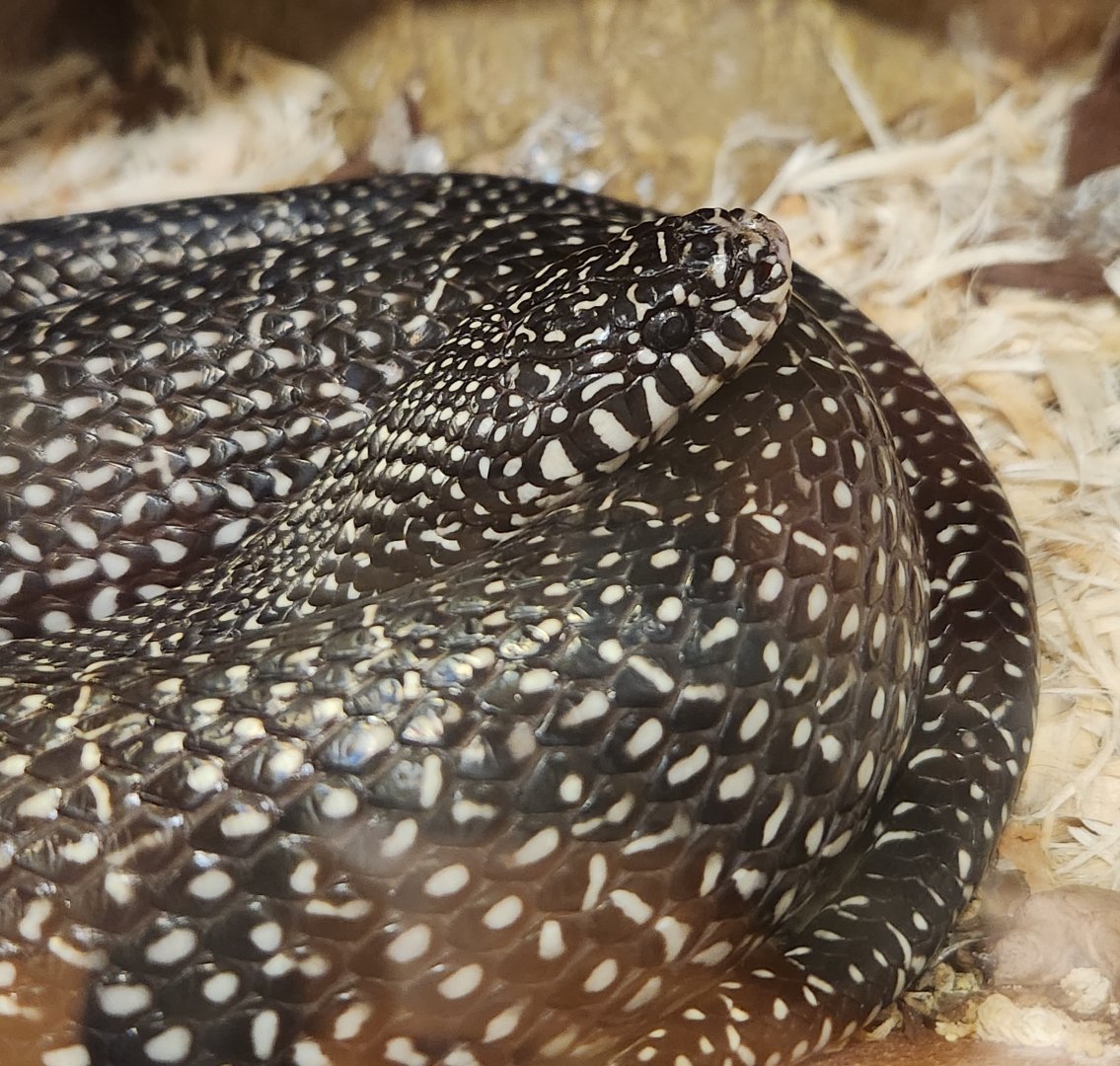 Five Rivers Delta Center (AL) - Lampropeltis nigra