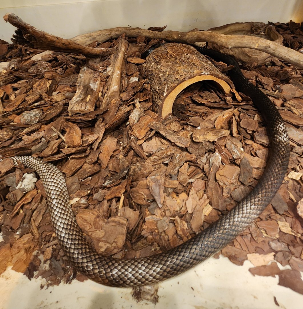 Five Rivers Delta Center (AL) - Masticophis flagellum flagellum