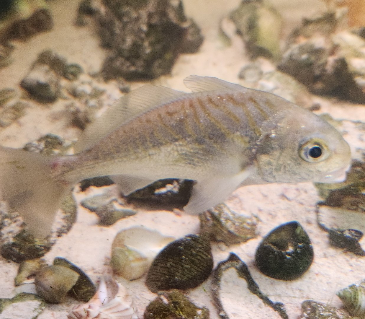 Five Rivers Delta Center (AL) - Micropogonias undulatus