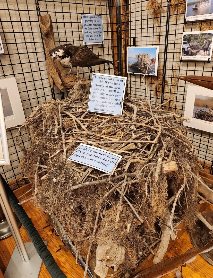 Five Rivers Delta Center (AL) - Osprey nest