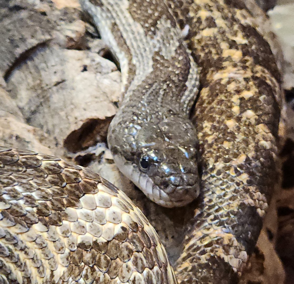 Five Rivers Delta Center (AL) - Pantherophis spiloides