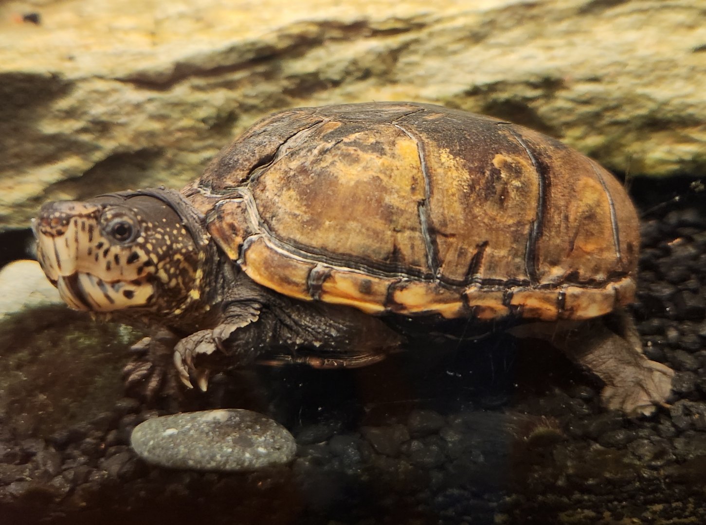 Five Rivers Delta Center (AL) - Sternotherus minor peltifer
