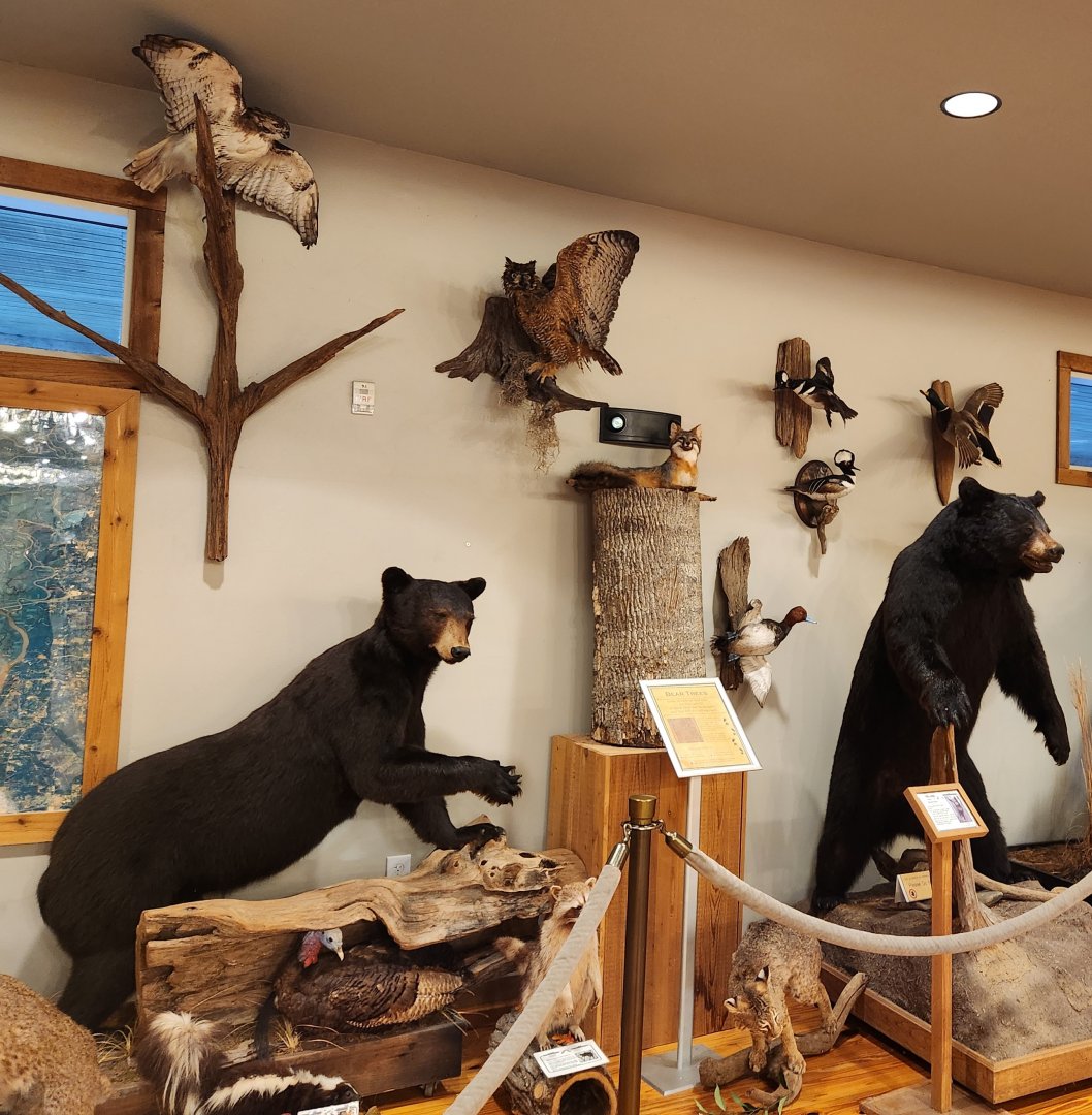 Five Rivers Delta Center (AL) - Taxidermy 2