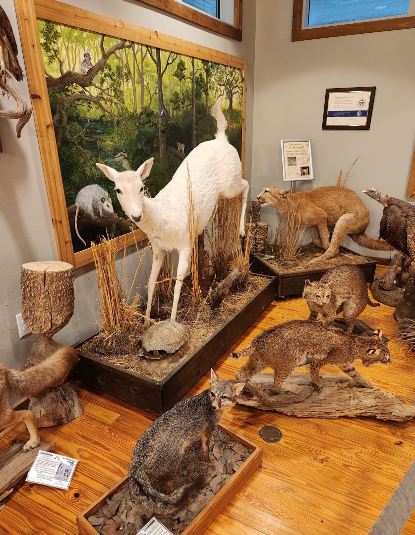 Five Rivers Delta Center (AL) - Taxidermy