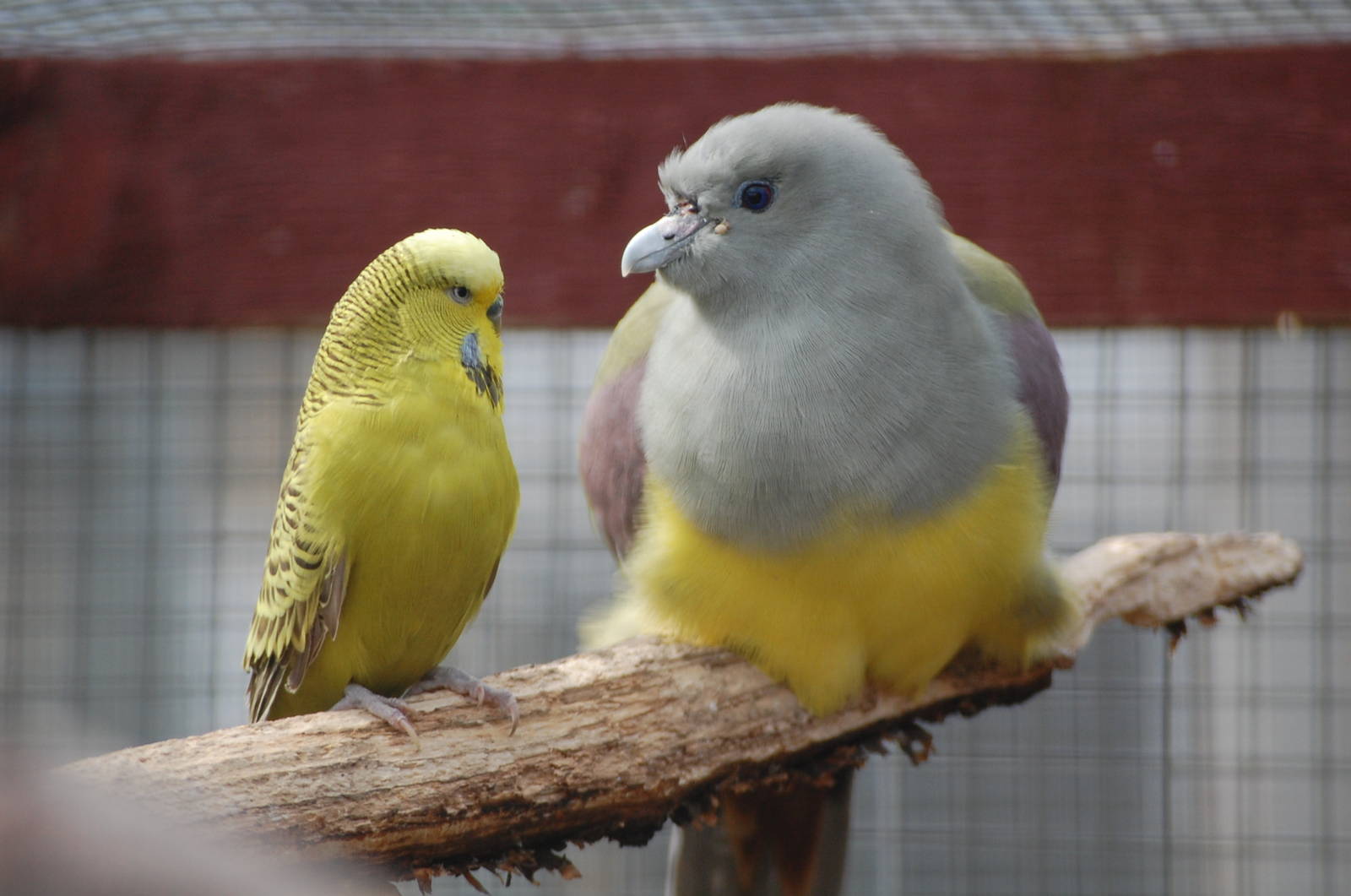 Five Sisters Zoopark, April 2008