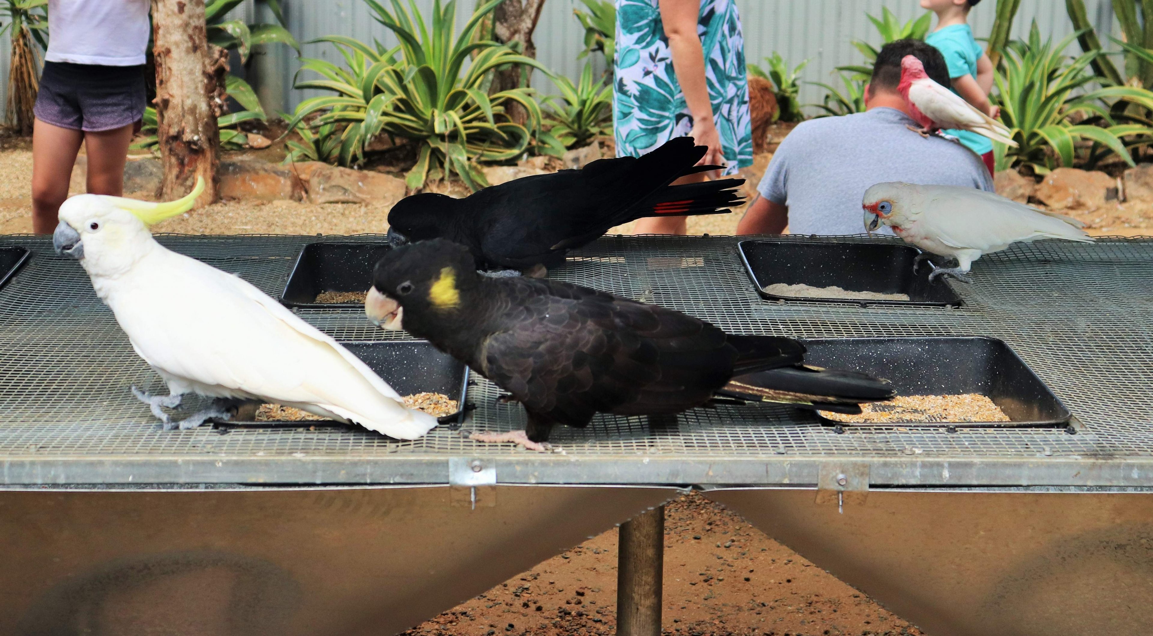 Five Species of Cockatoo In One Photo