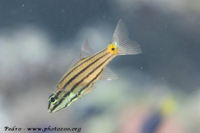 Five-striped apogon (Cheilodipterus quinquelineatus)